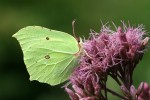 Brimstone (Photo: David Dennis Butterfly Conservation)