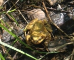 Common frog in damp undergrowth (Photo Meadow Project)