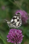 Marbled White (male) on Purple Clover Photo: David Dennis Butterfly Conservation