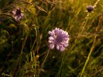 Field Scabious Photo by Richard Russell