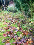 Rake leaf fall onto your garden edges to create insect friendly winter habitat